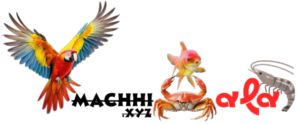 online.machhiwala.xyz